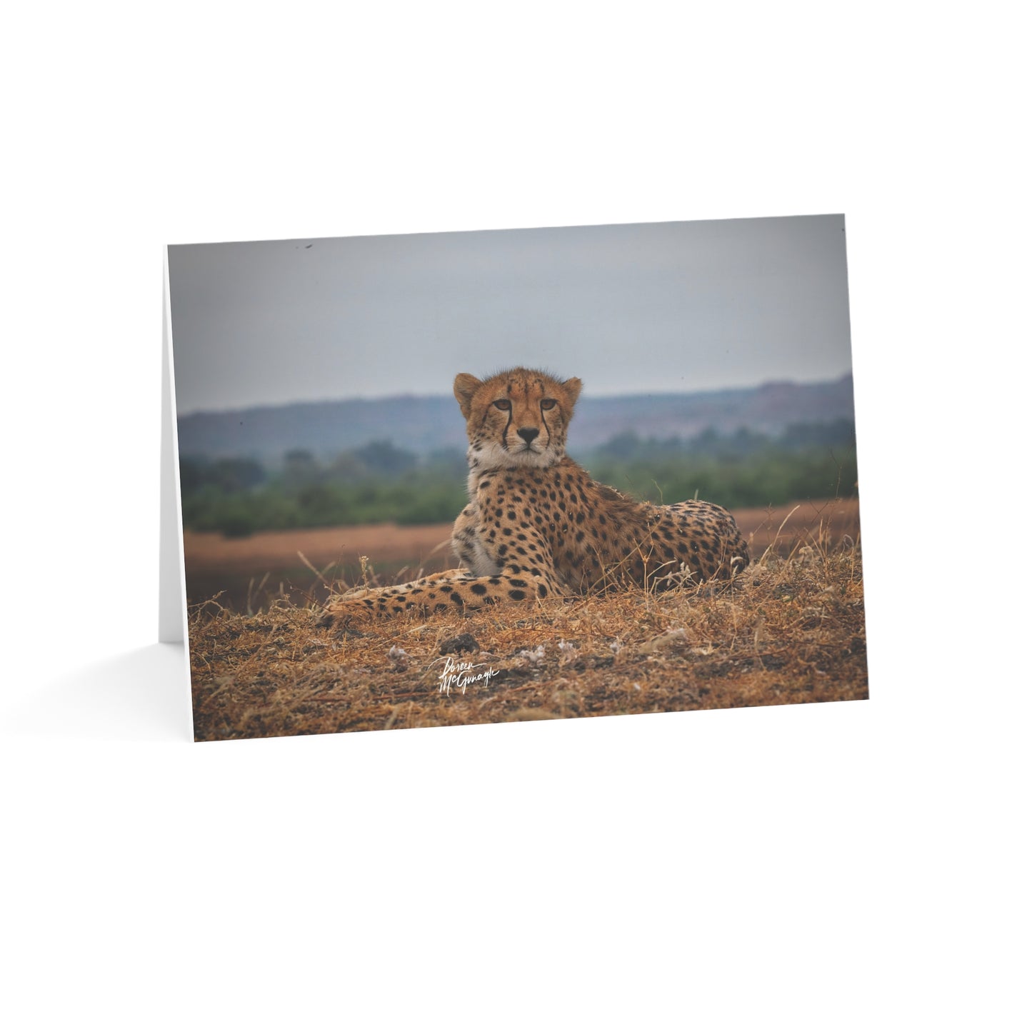 5x7 Note Card Box of 10: Cheetah Portrait in Botswana Africa