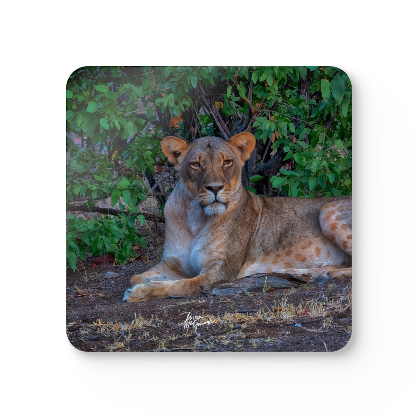 Dreaming About a Lioness Corkwood Coaster Set (Box of 4)