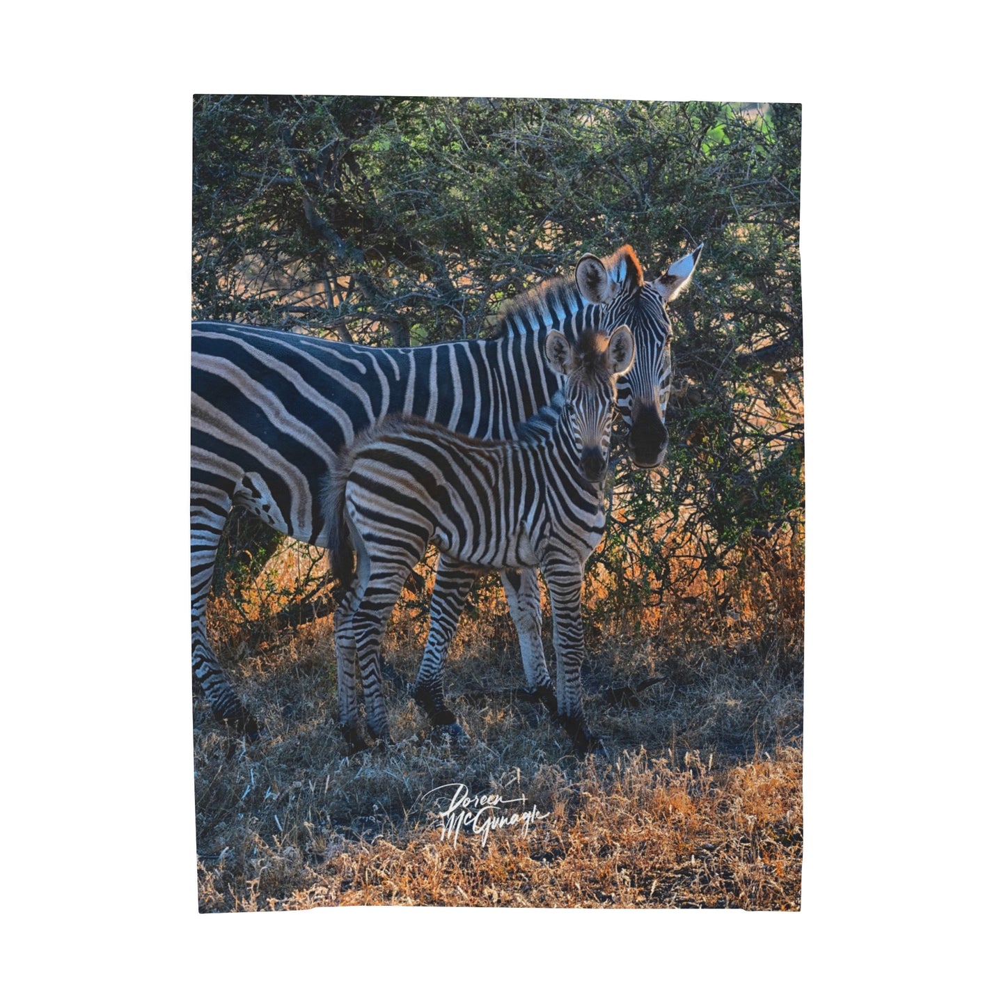 Velveteen Plush Blanket with Zebra Stripes by Enjoy Nature