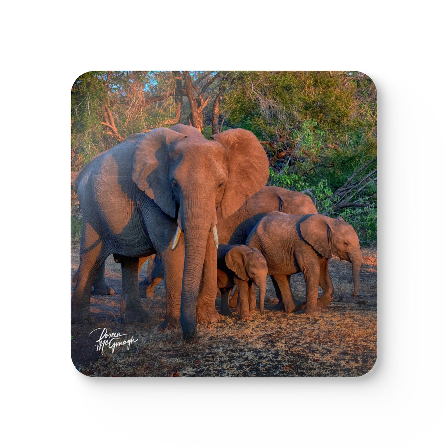 Spirited Elephant Family Corkwood Coaster Set (Box of 4)