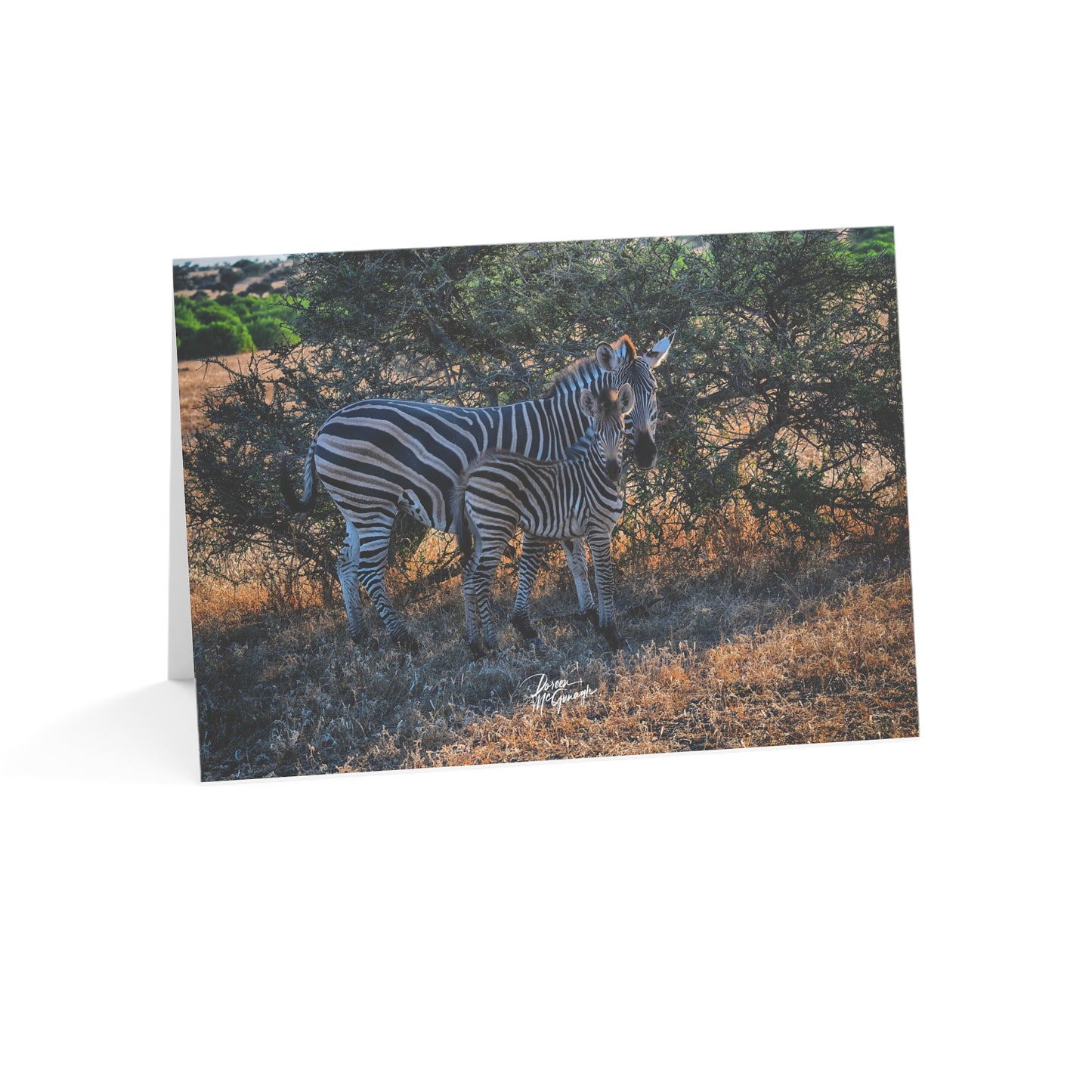 5x7 Note Card Box of 10: Zebra Stripes: Mother with Baby Zebra on the Savanna in Botswana Africa