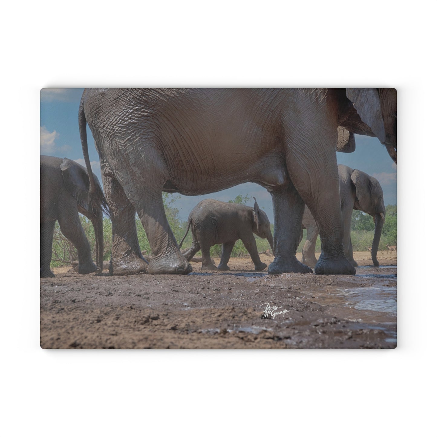 Enjoy Nature Glass Charcuterie Cutting Board with Baby Elephant Walk with Mom Design