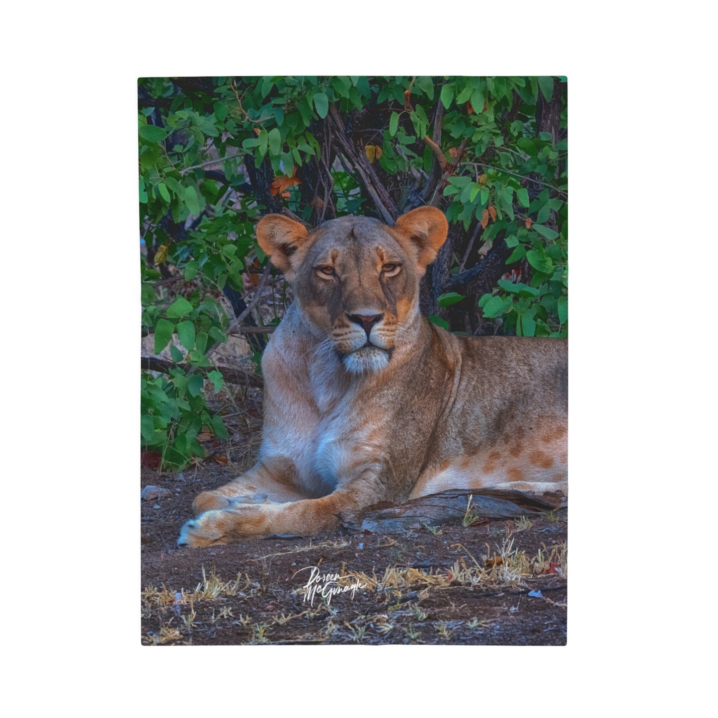 Velveteen Plush Blanket with Dreaming About a Lioness by Enjoy Nature