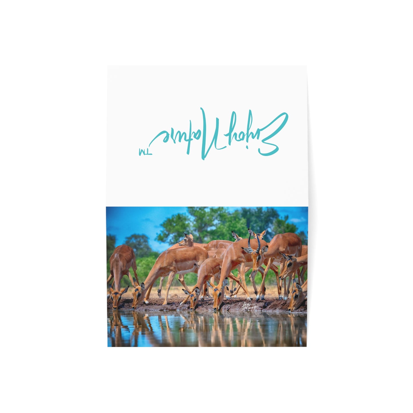 5x7 Note Card Box of 10: Impalas at Water Hole on the Savanna in Botswana