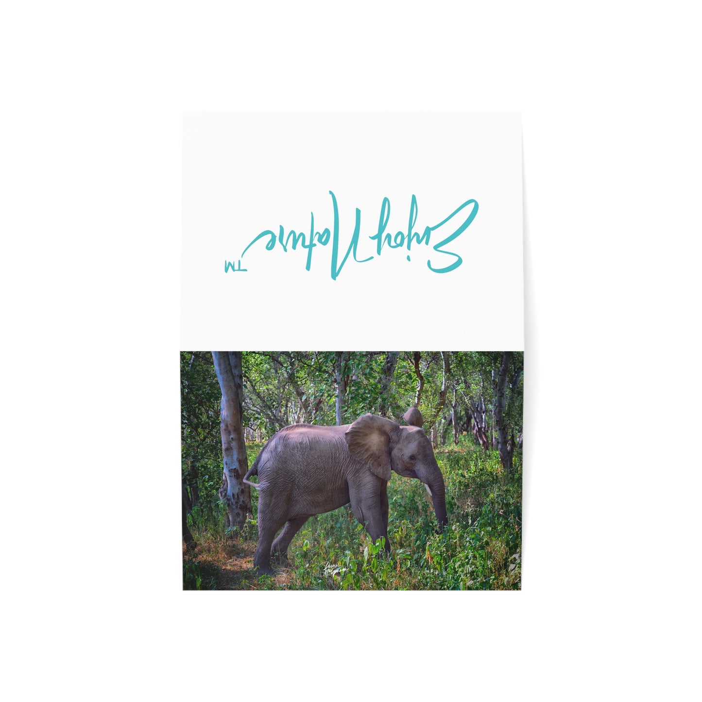 5x7 note cards of Baby Elephant (10pcs)