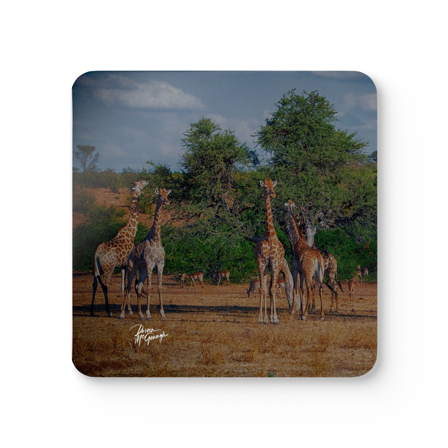 Giraffe Family Corkwood Coaster Set (Box of 4)