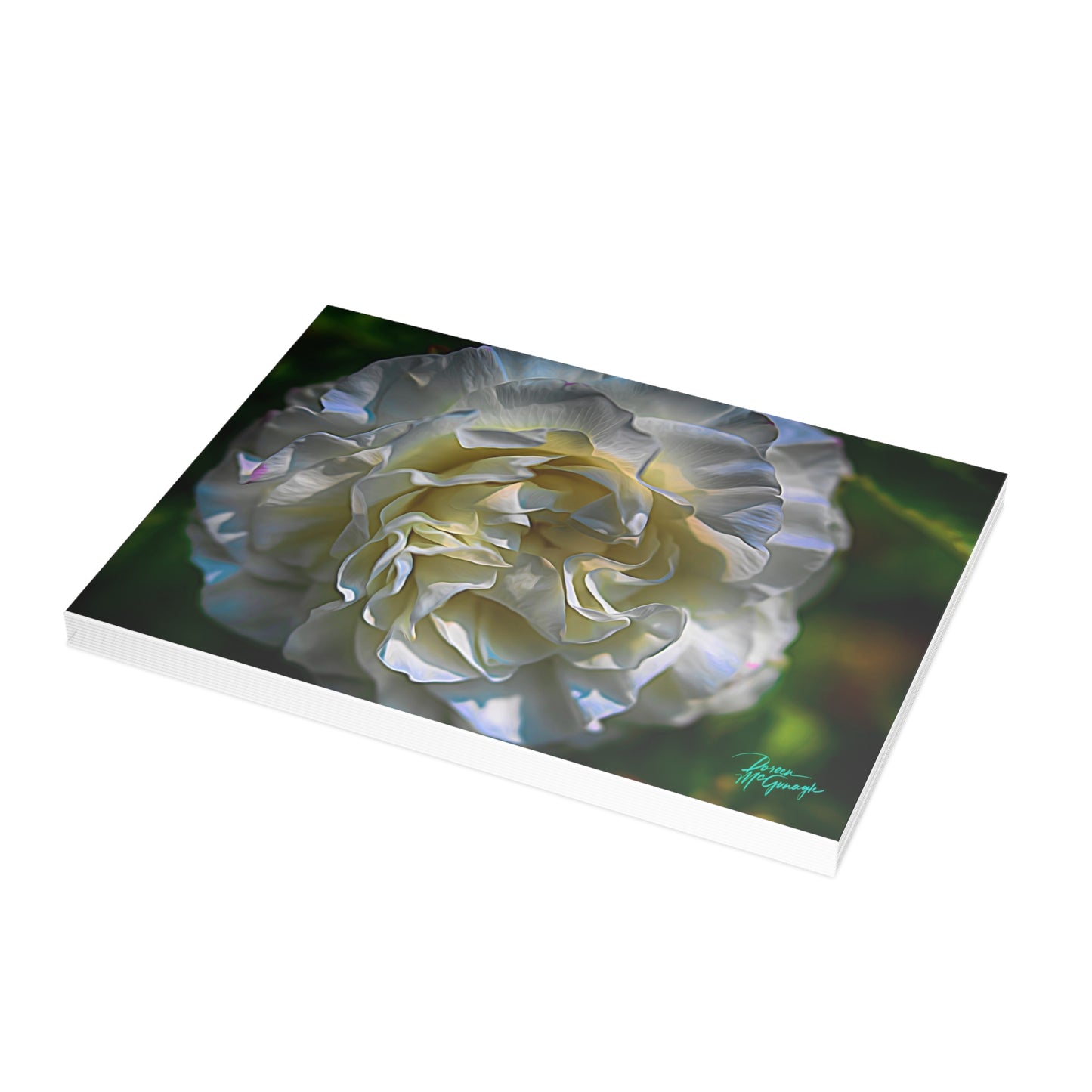 Photo note cards, Nova Scotia White Blooming Rose, boxed note Cards (10 pcs)