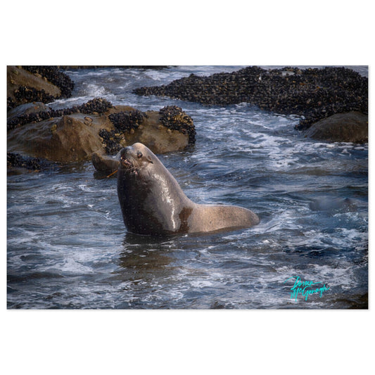 Nature puzzles Young Sea Virtuoso, inspired by nature