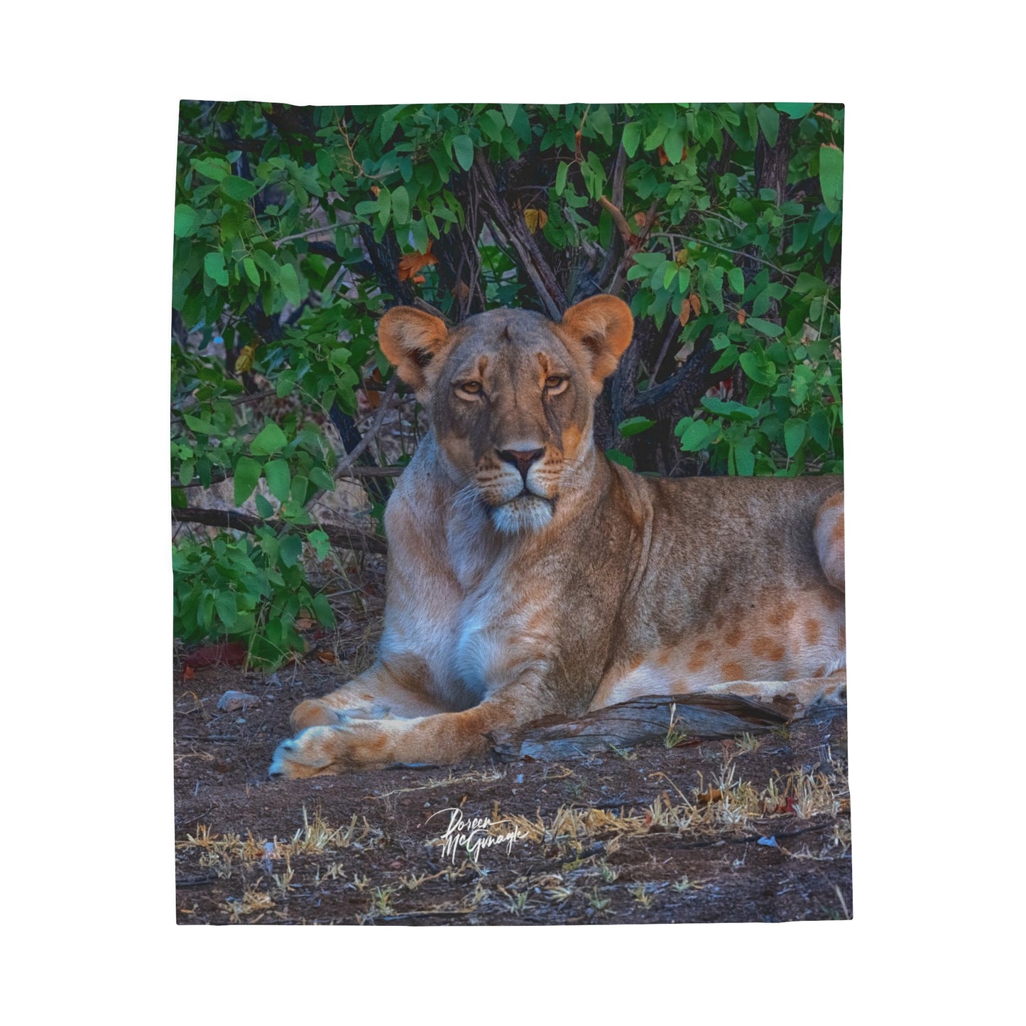 Velveteen Plush Blanket with Dreaming About a Lioness by Enjoy Nature