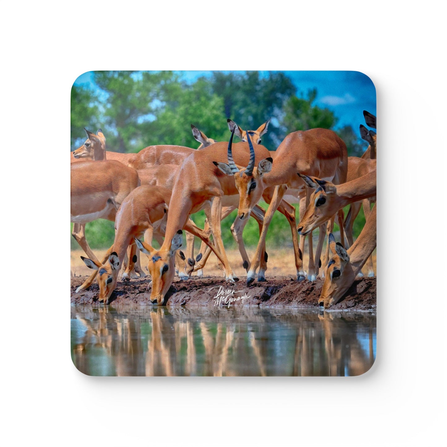 Impalas at Water Hole Corkwood Coaster Set (Box of 4)