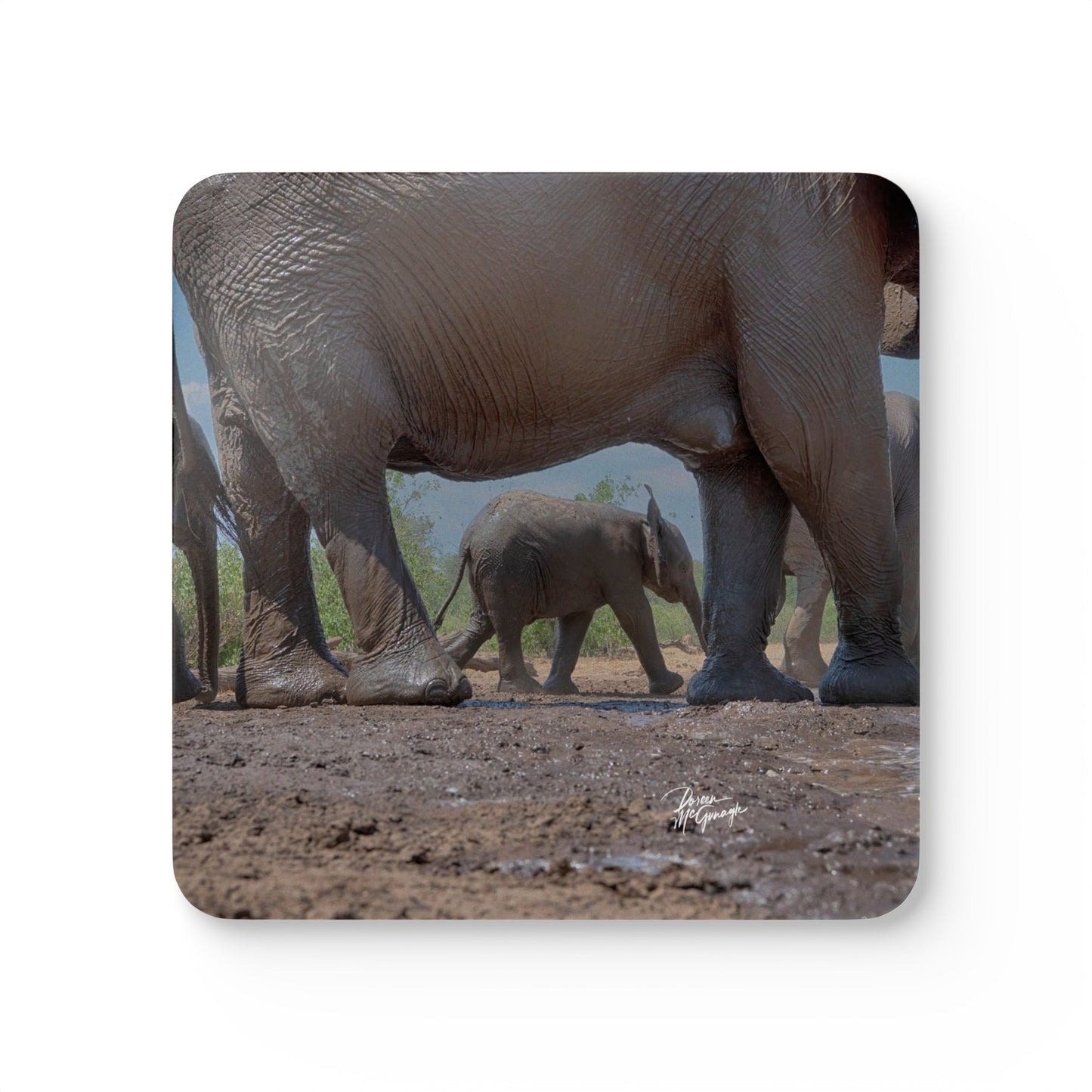 Elephant Baby Corkwood Coaster Set (Box of 4)