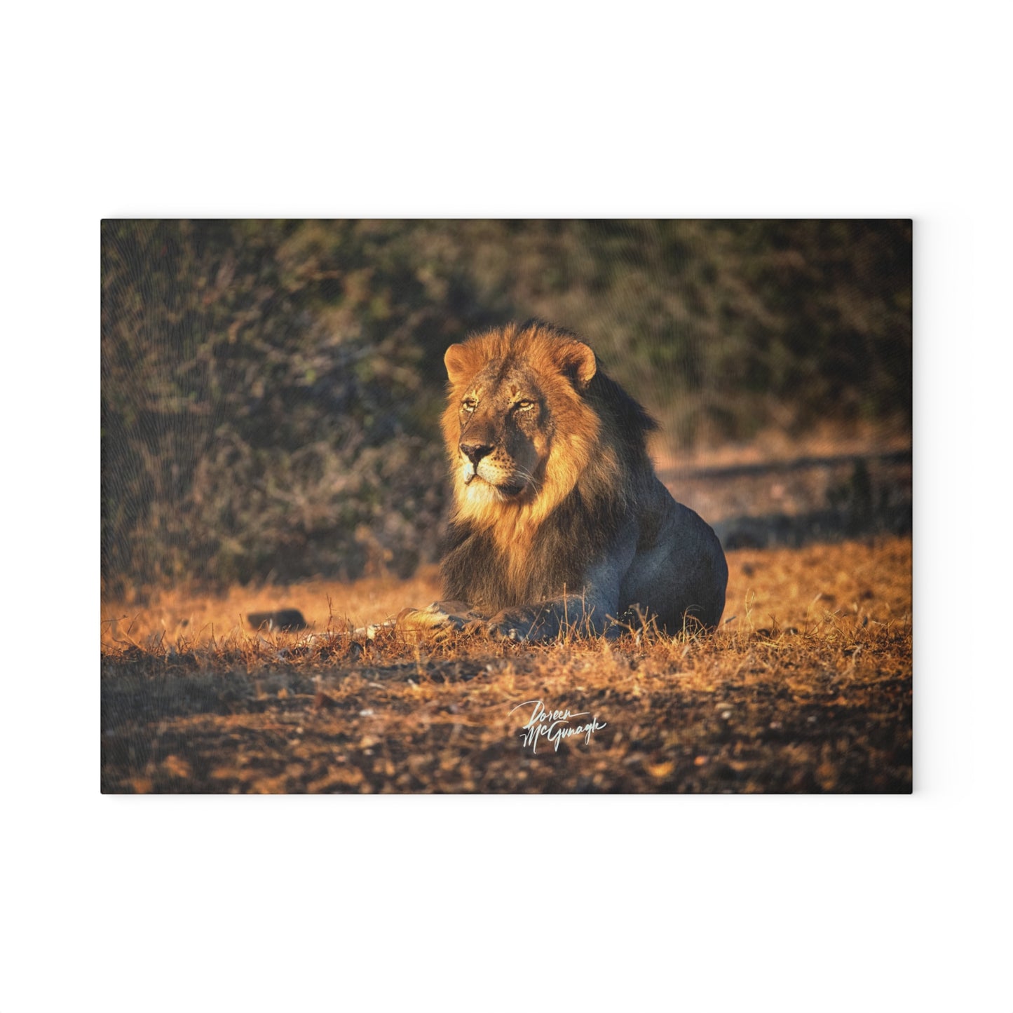 Enjoy Nature Glass Charcuterie Cutting Board with Lion King of the Jungle Design