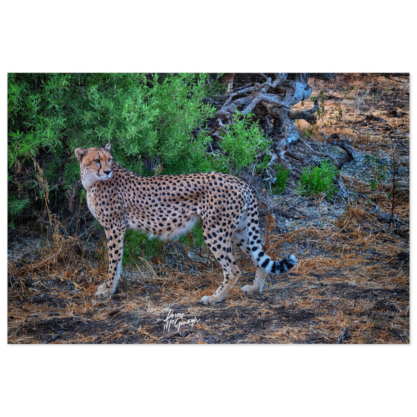 Cheetah Stand Jigsaw Puzzle by Enjoy Nature