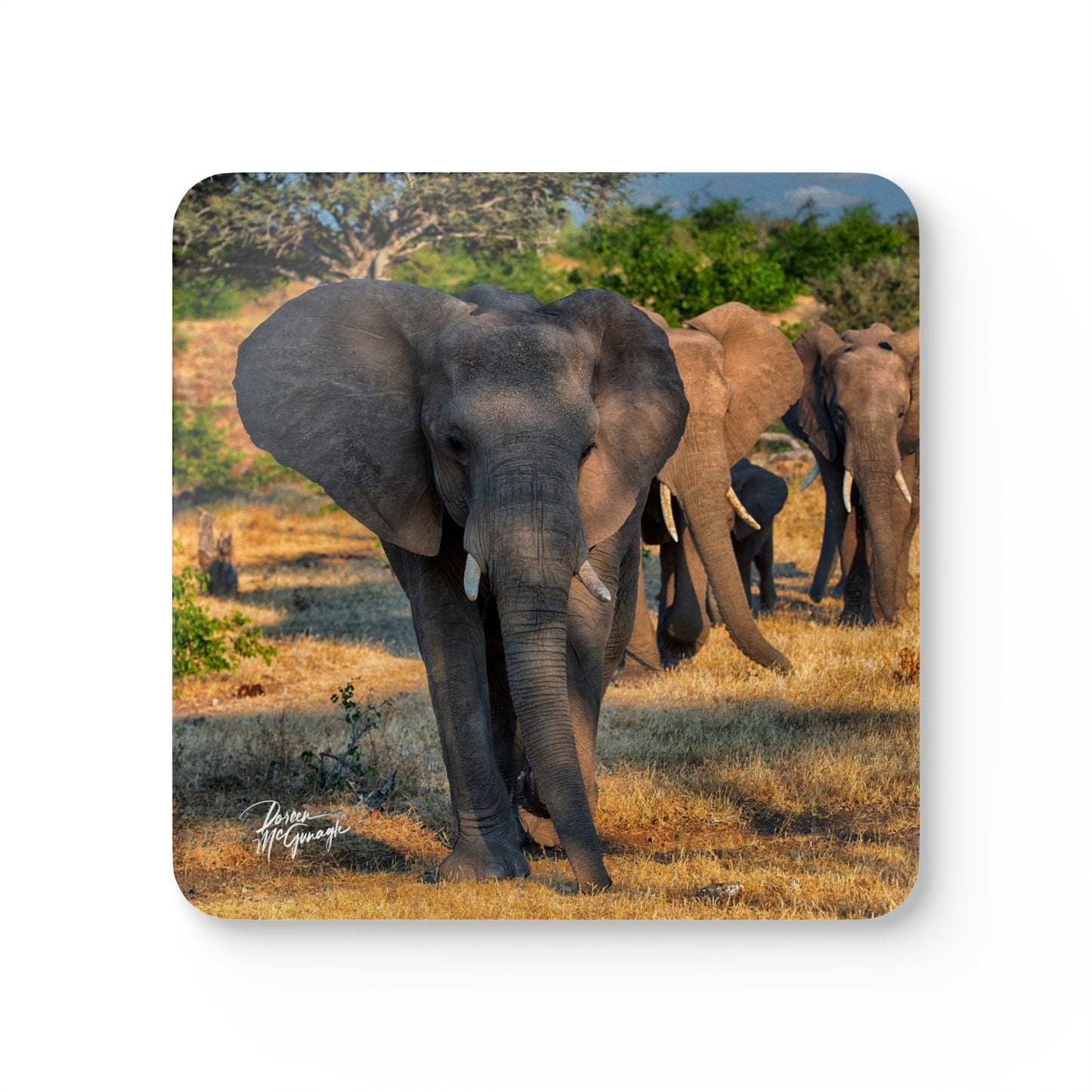 Elephant Walk Corkwood Coaster Set (Box of 4)