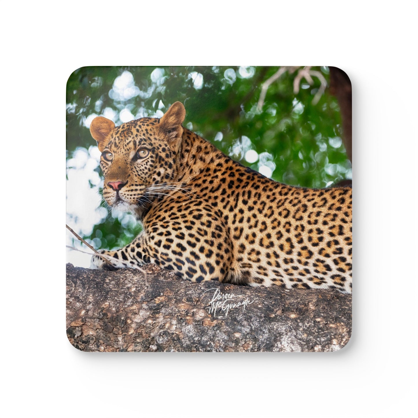 Leopard in Tree Corkwood Coaster Set (Box of 4)