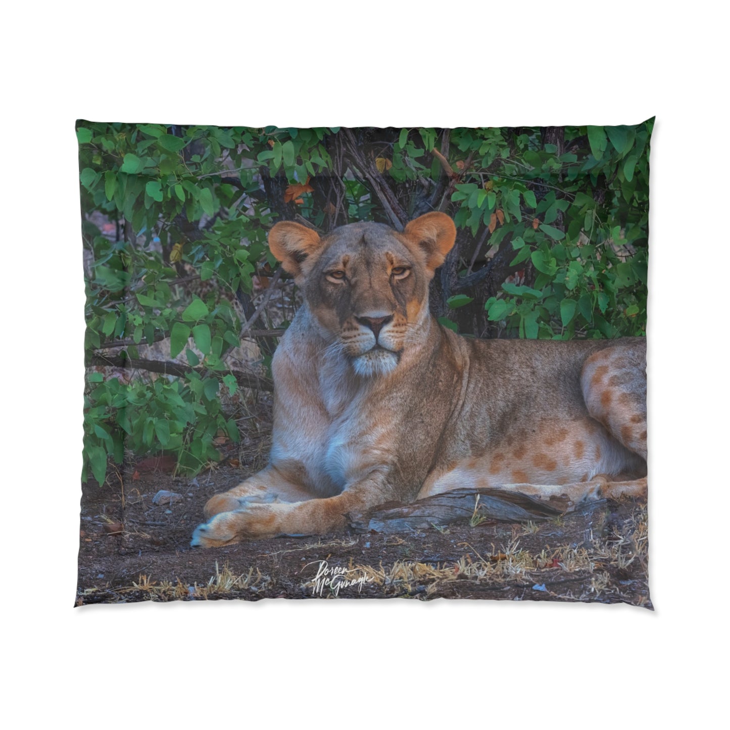 Dreaming About a Lioness Comforter by Enjoy Nature