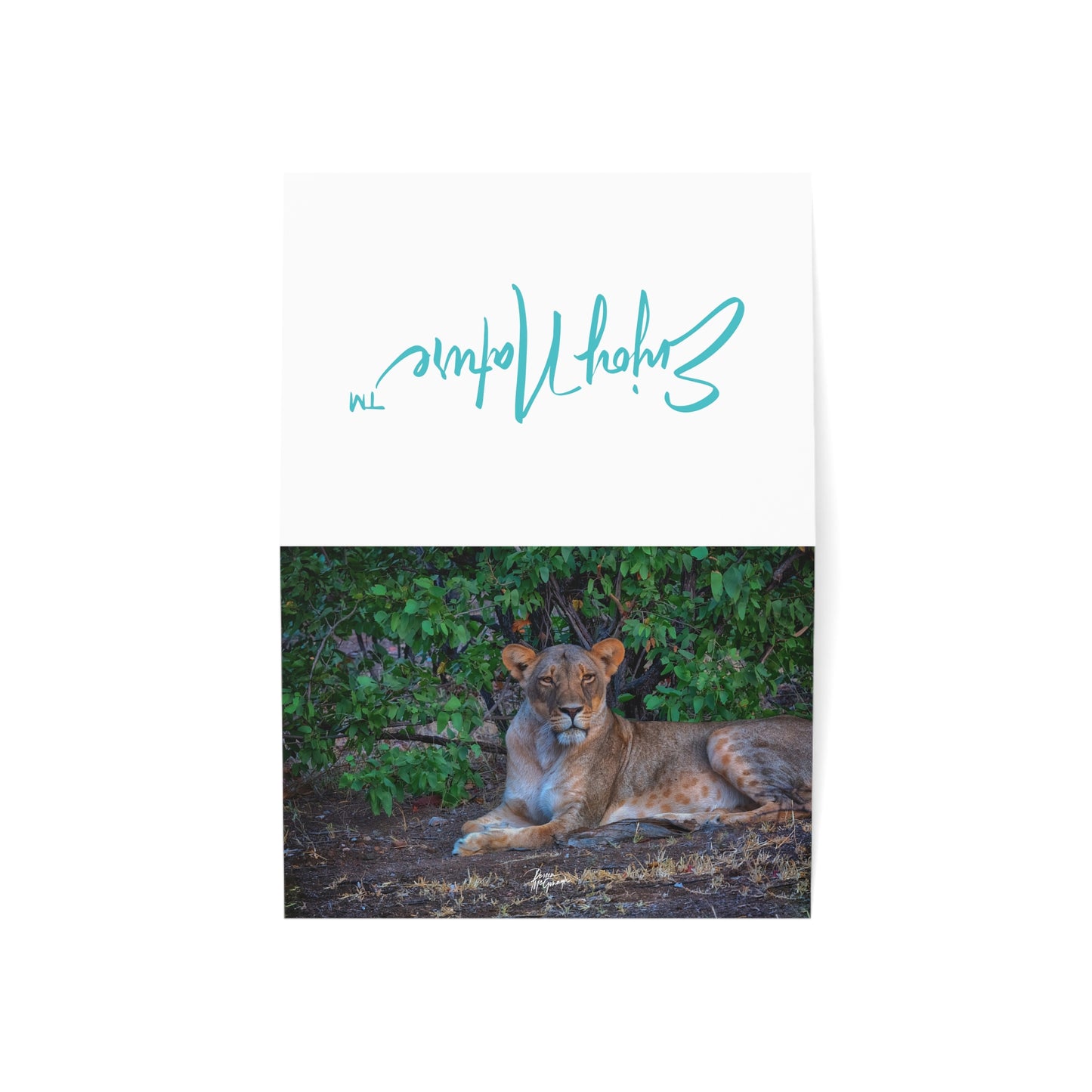 5x7 Note Card Box of 10: Lioness on the Savanna in Botswana