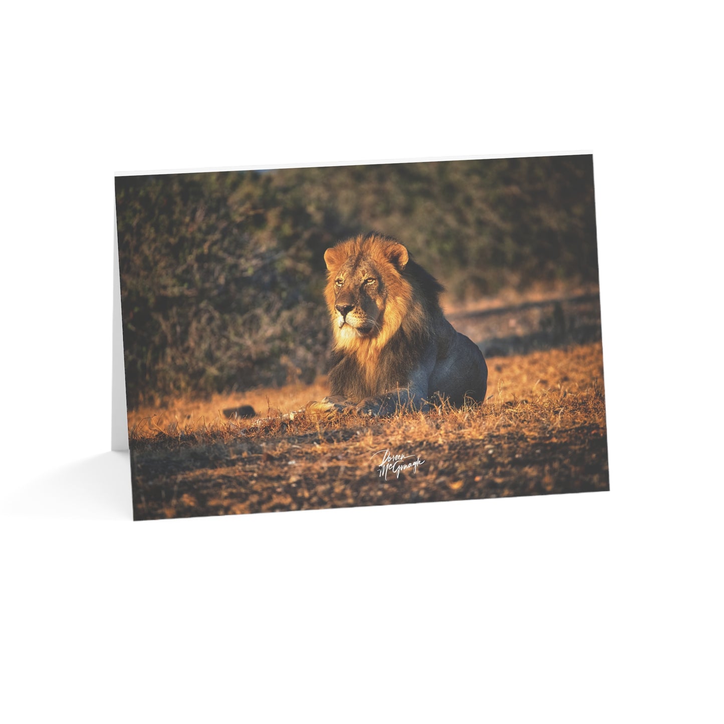 5x7 Note Card Box of 10: Lion on the Savanna in Botswana Africa