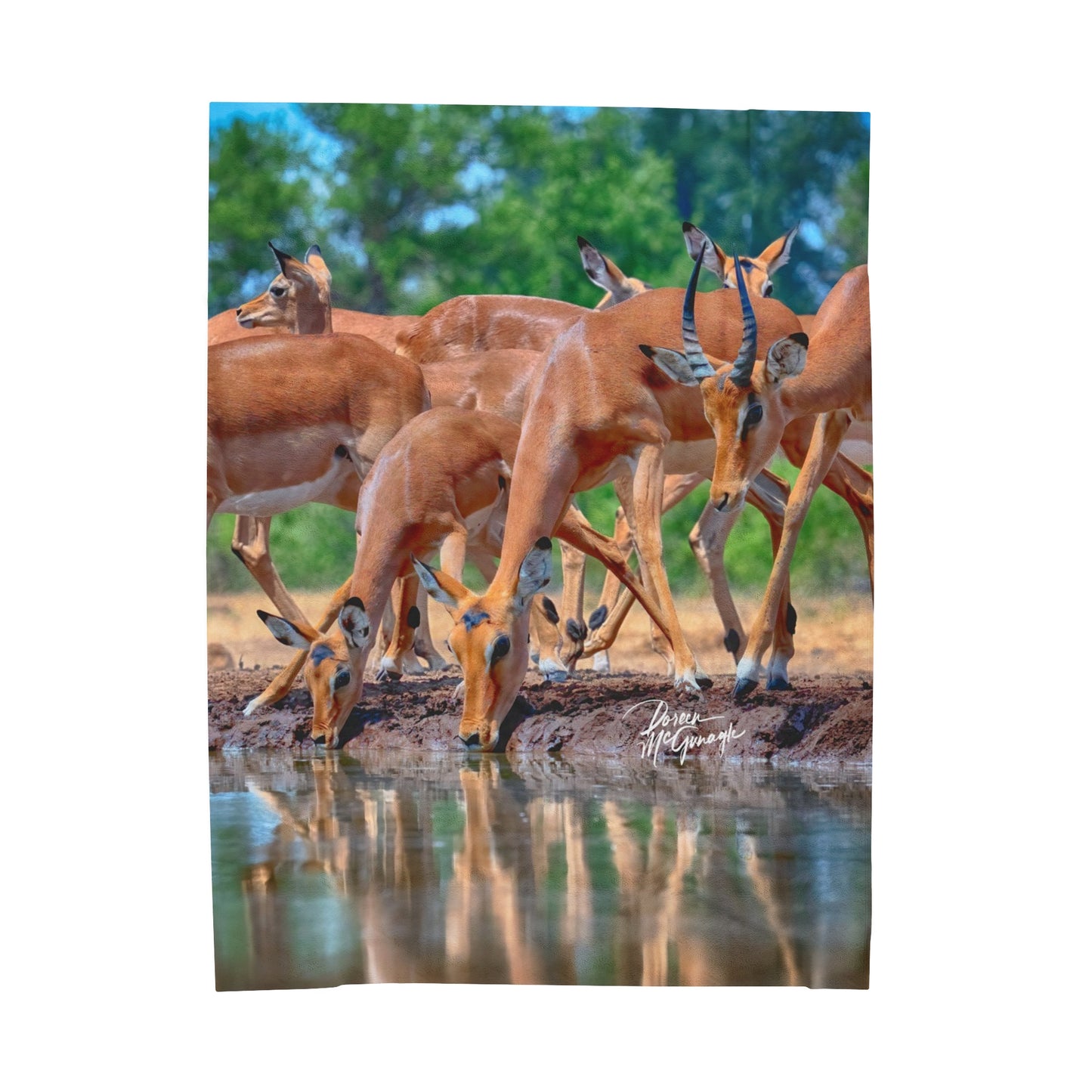 Velveteen Plush Blanket with African Antelope by Enjoy Nature