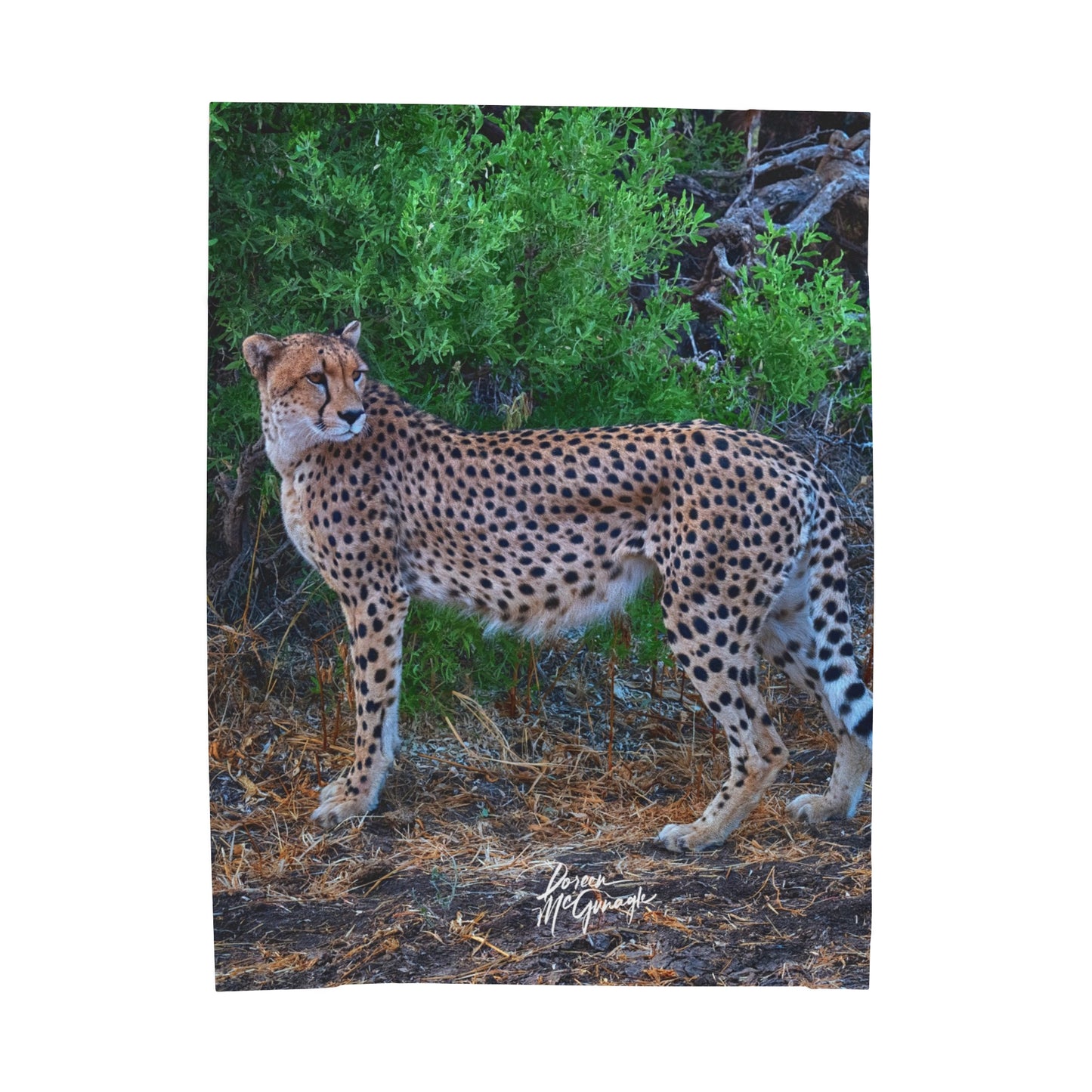 Velveteen Plush Blanket with Cheetah Stand by Enjoy Nature