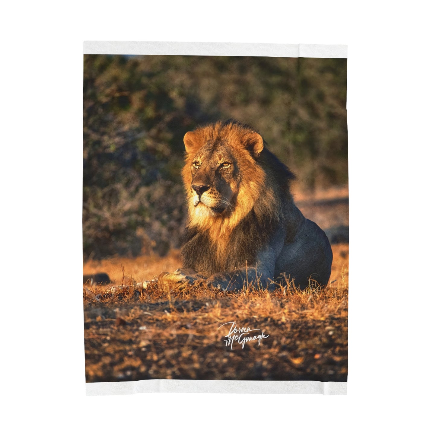 Velveteen Plush Blanket with Lion King of Jungle by Enjoy Nature