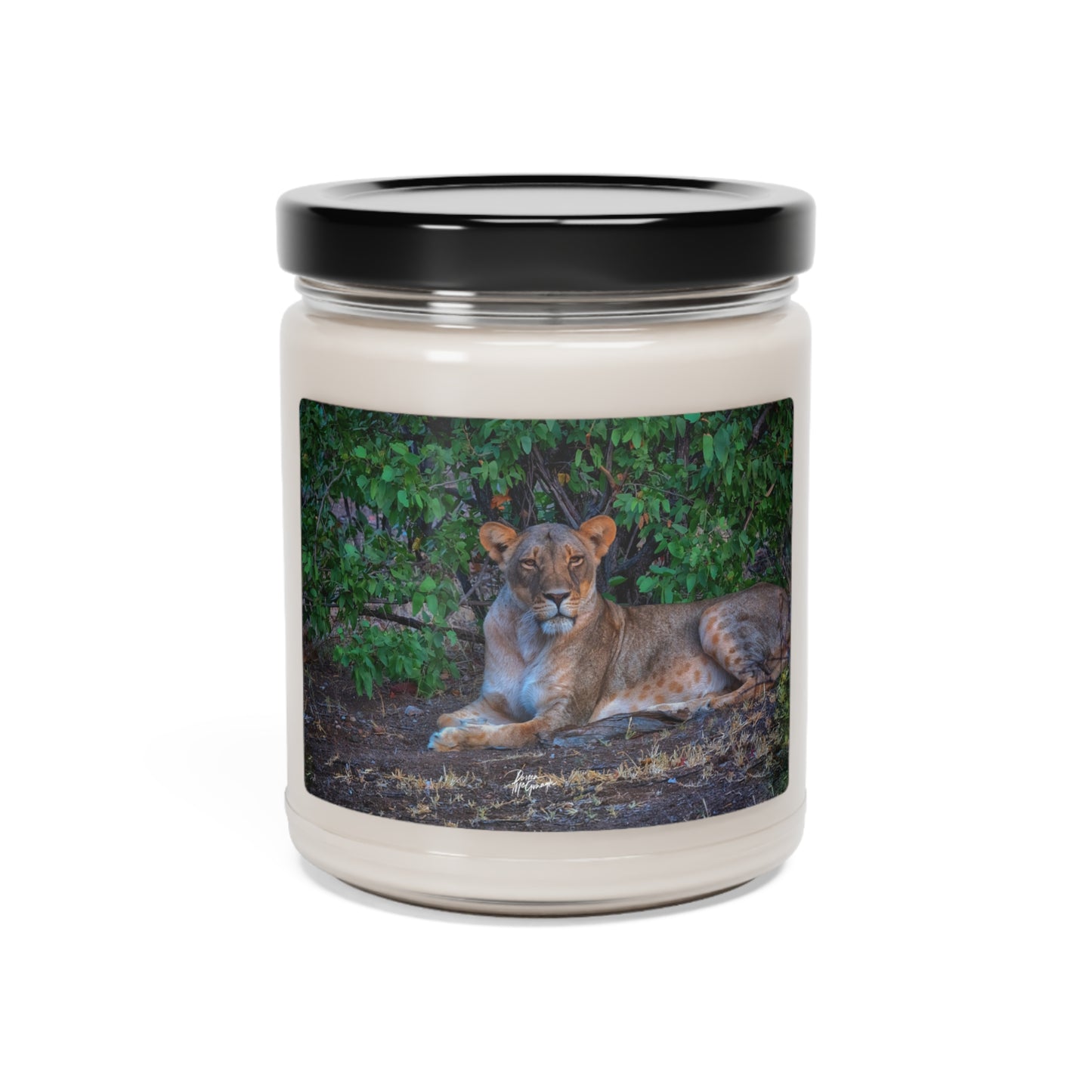 Experience the Pure Essence of Nature with the Dreaming About a Lioness Scented Soy Candle by Enjoy Nature