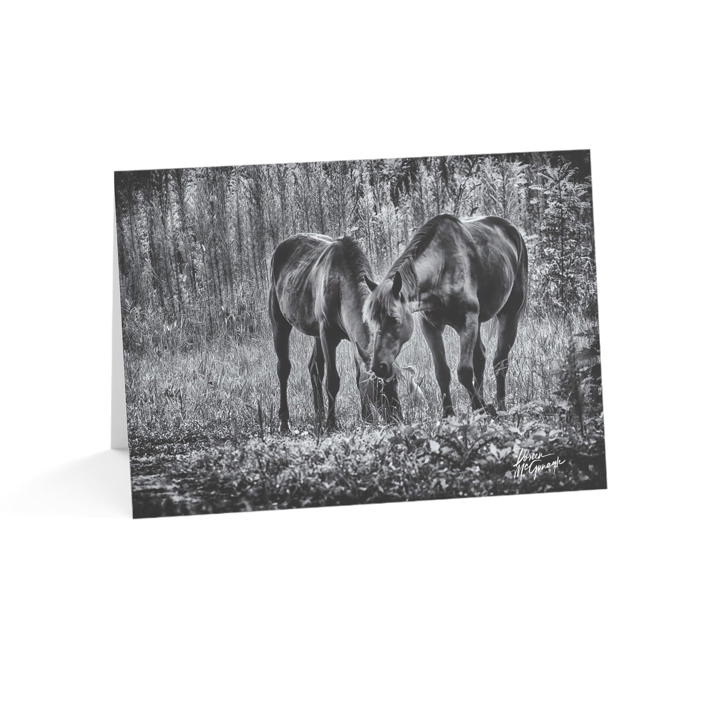 Wildlife Note Cards, Note Card 5x7, Nature note cards, note card pack, photo note cards Pair of Wild Horses Grazing Black and White