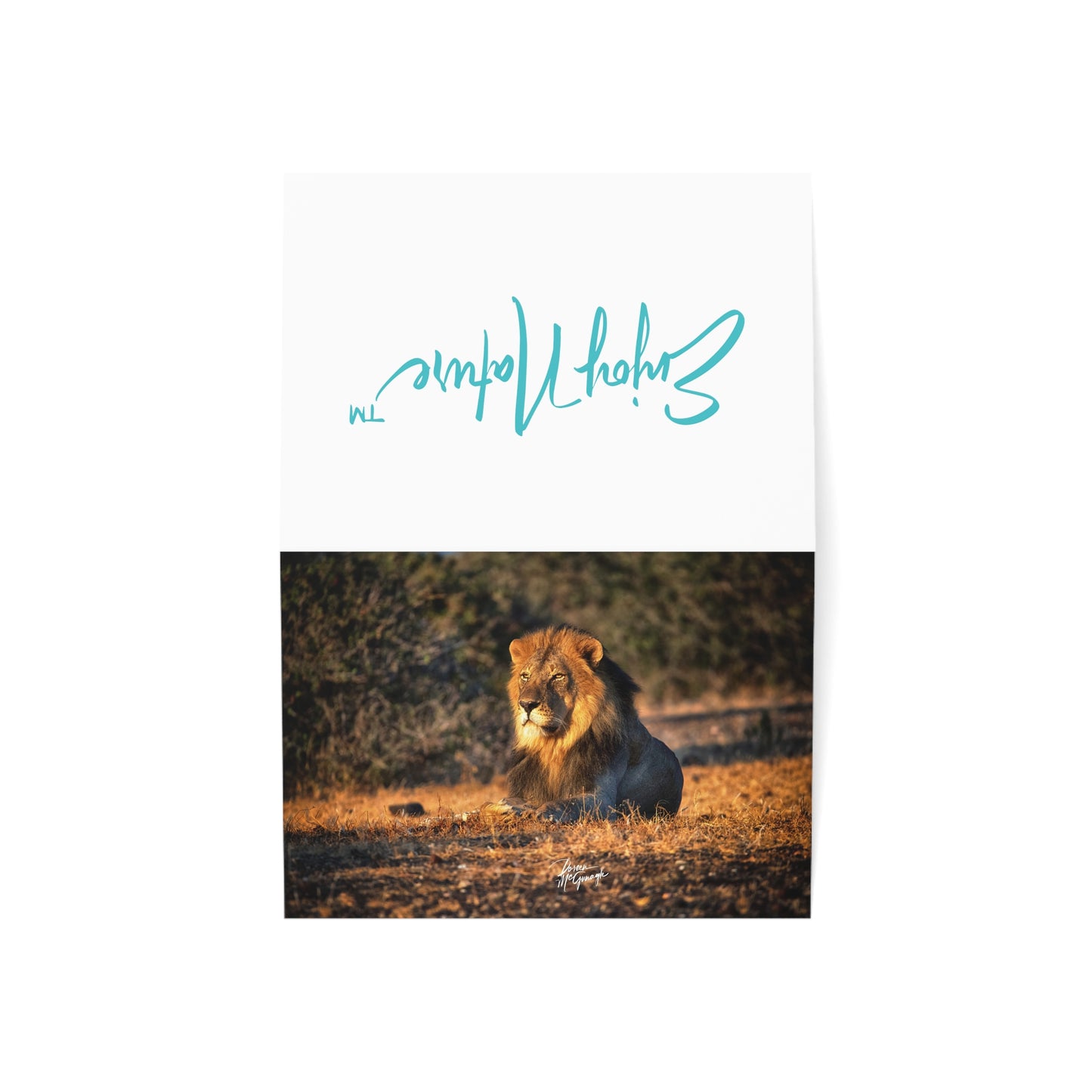 5x7 Note Card Box of 10: Lion on the Savanna in Botswana Africa