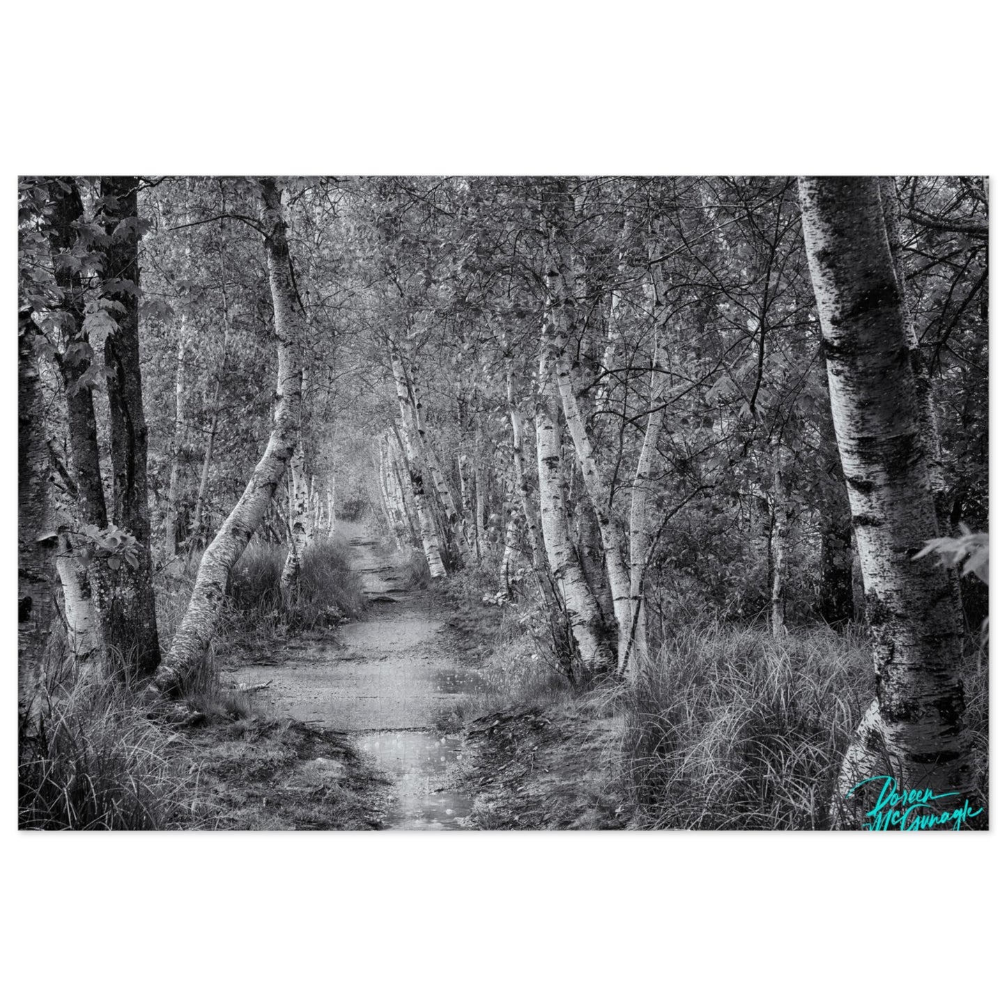 Cool puzzle, landscape puzzle, nature puzzle, picture puzzles, photo puzzle, Maine Silver Birch Forest Path