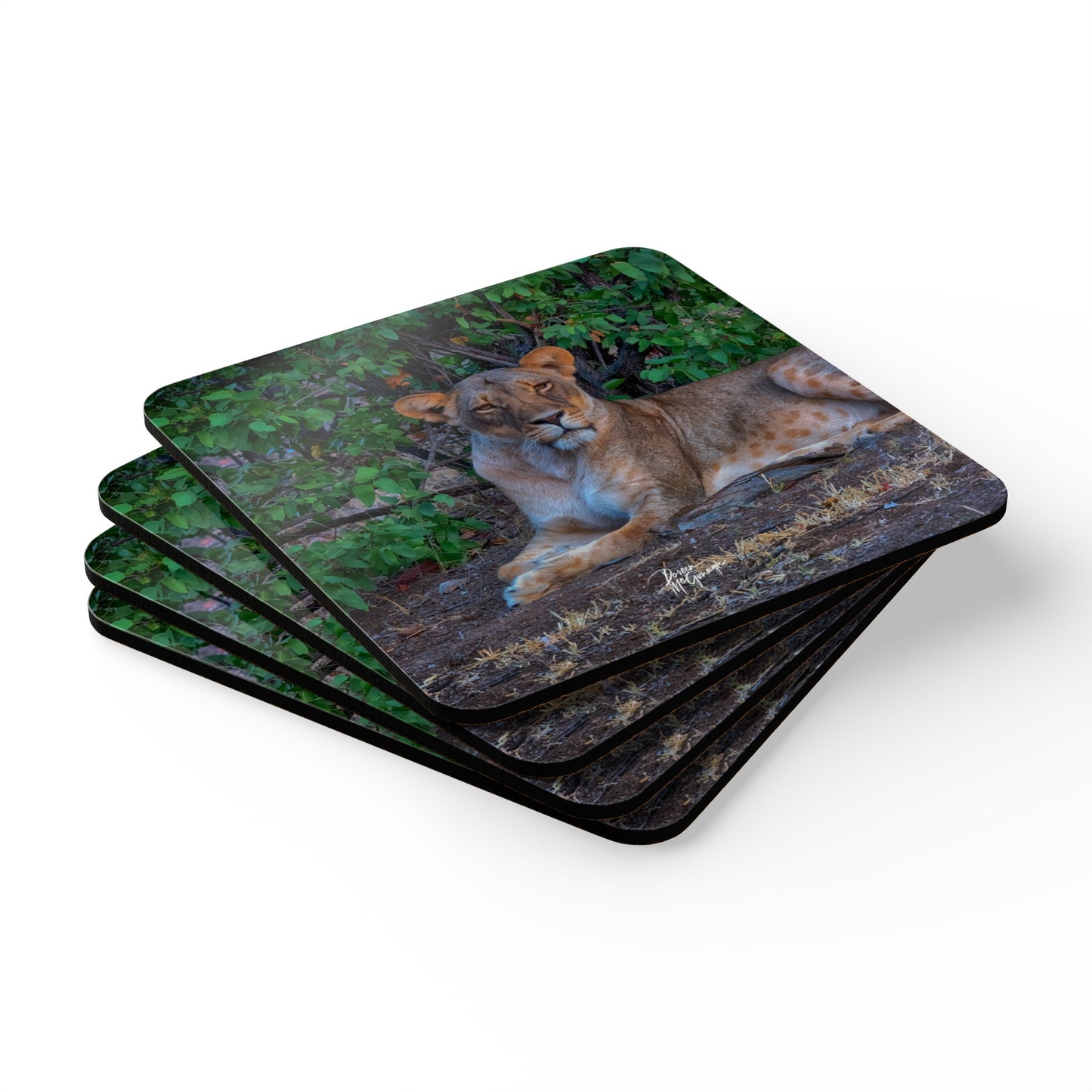 Dreaming About a Lioness Corkwood Coaster Set (Box of 4)