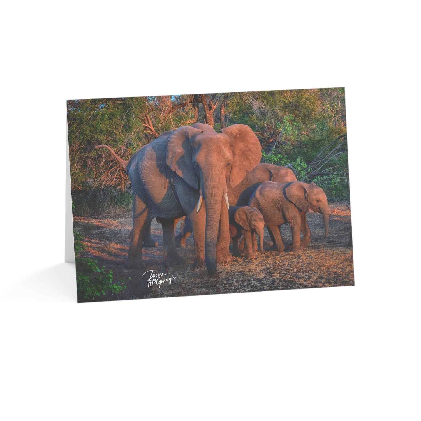 5x7 note cards Elephant Family Portrait (10 pcs)