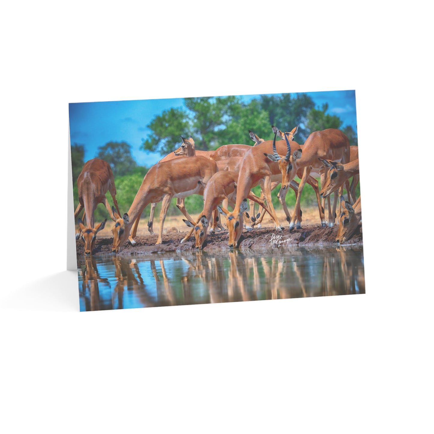 5x7 Note Card Box of 10: Impalas at Water Hole on the Savanna in Botswana