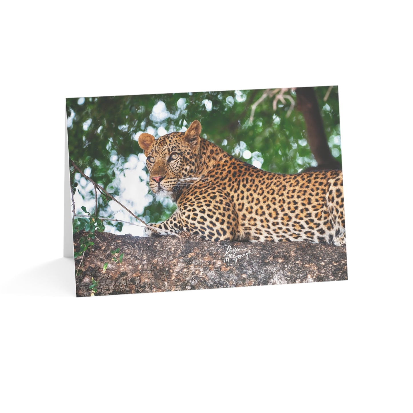 5x7 Note Card Box of 10: Leopard in Tree | Botswana Africa