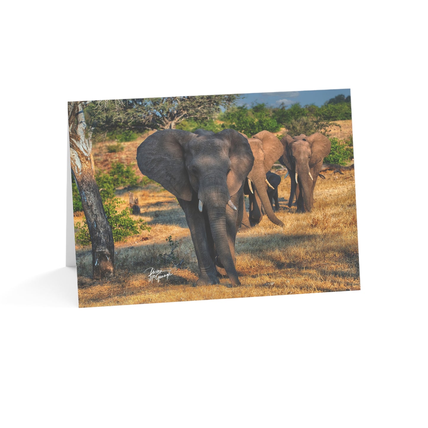 5x7 note cards of Elephant Group Walking (10 pcs)