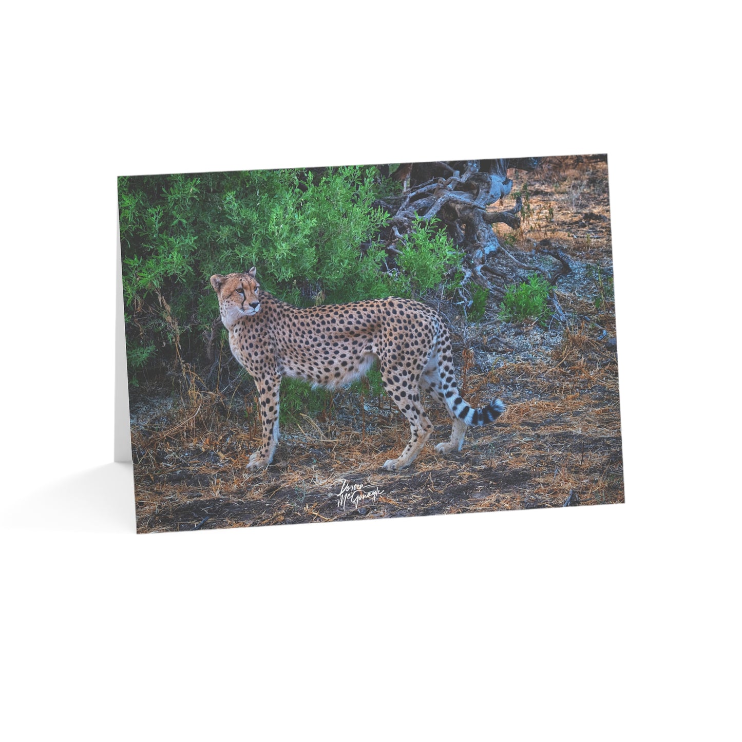 5x7 Note Card Box of 10: Cheetah Stand in Botswana Africa