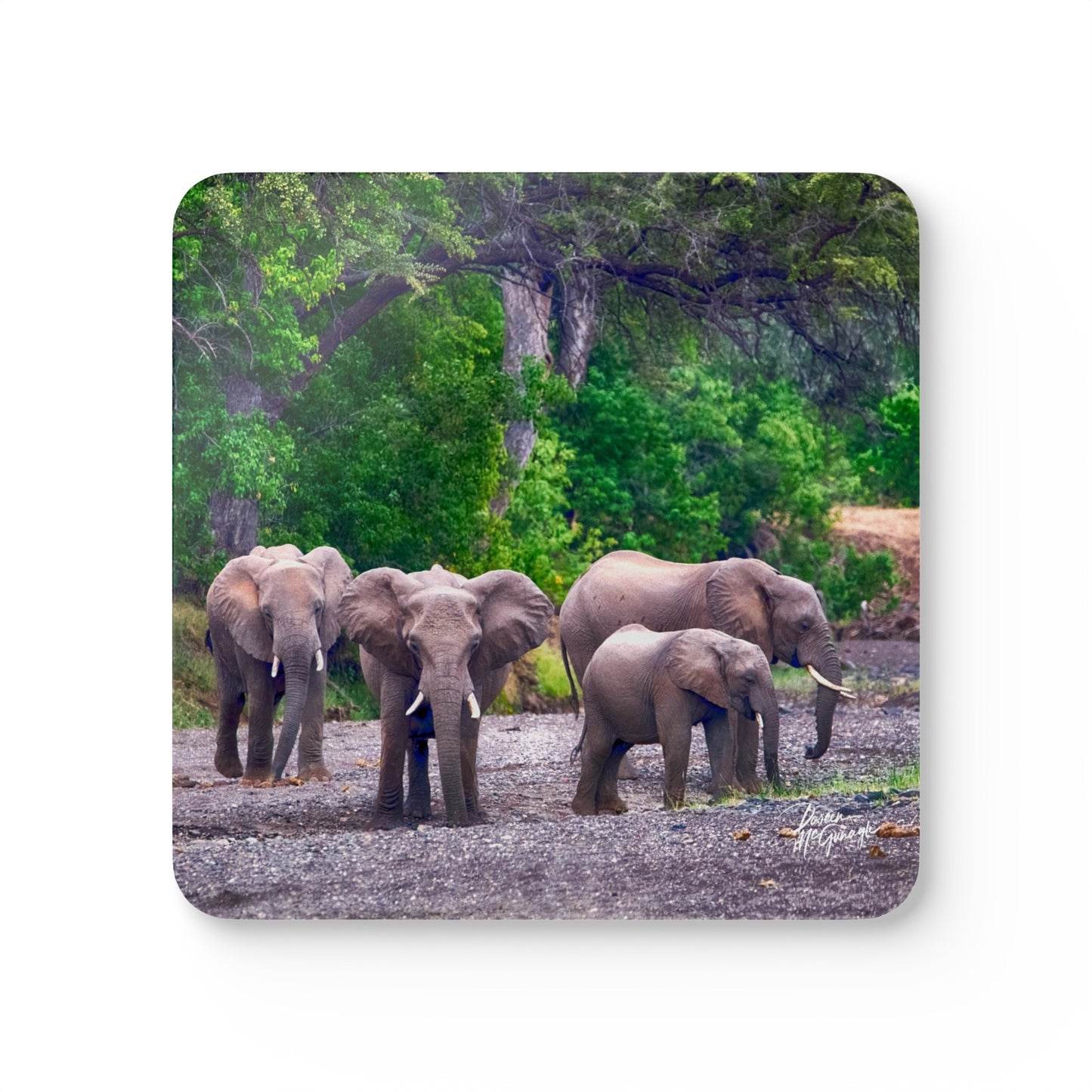 Elephant Family in Valley Corkwood Coaster Set (Box of 4)