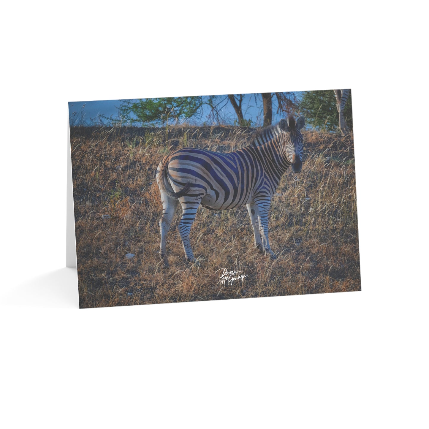 5x7 Note Card Box of 10: Baby Zebra on the Savanna in Botswana