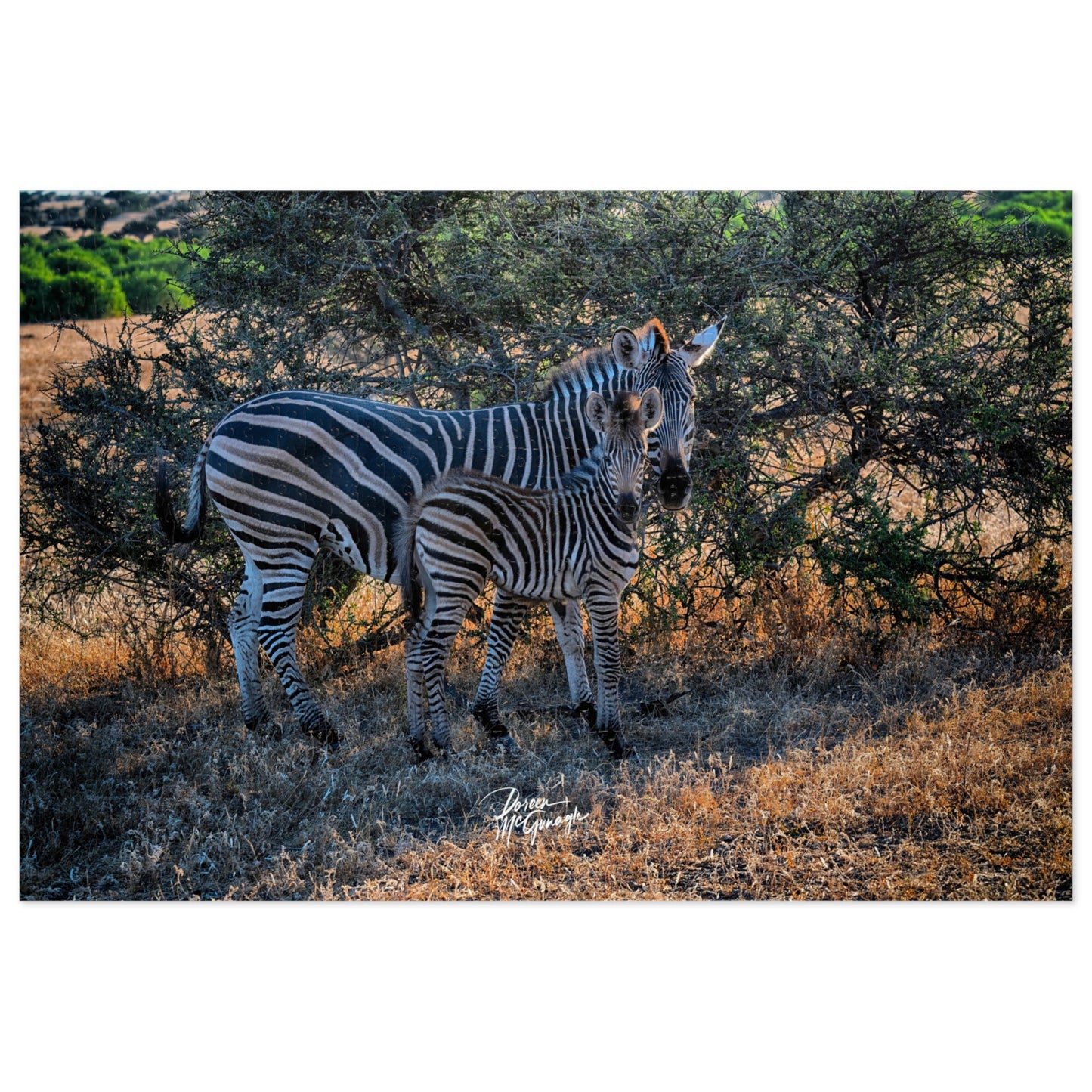 Zebra Stripes Jigsaw Puzzle by Enjoy Nature