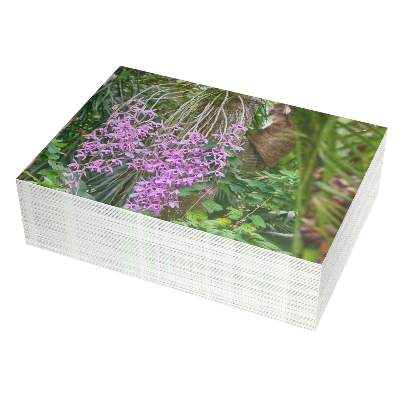 Photo note cards Purple Dendrobium Orchid, boxed note cards, 10 pc