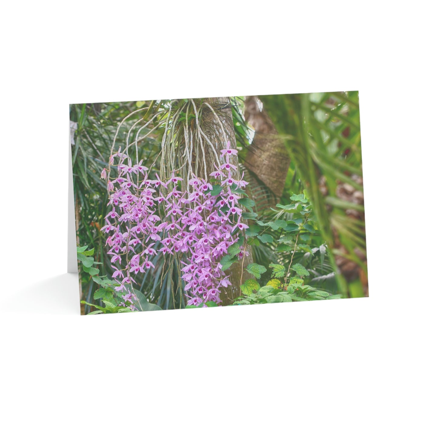 Photo note cards Purple Dendrobium Orchid, boxed note cards, 10 pc