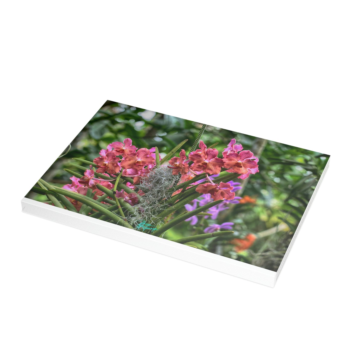 Photo note cards Pink Vanda Orchids, boxed note cards 10 pc