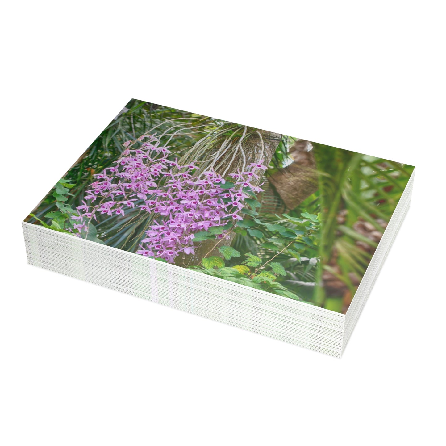 Photo note cards Purple Dendrobium Orchid, boxed note cards, 10 pc