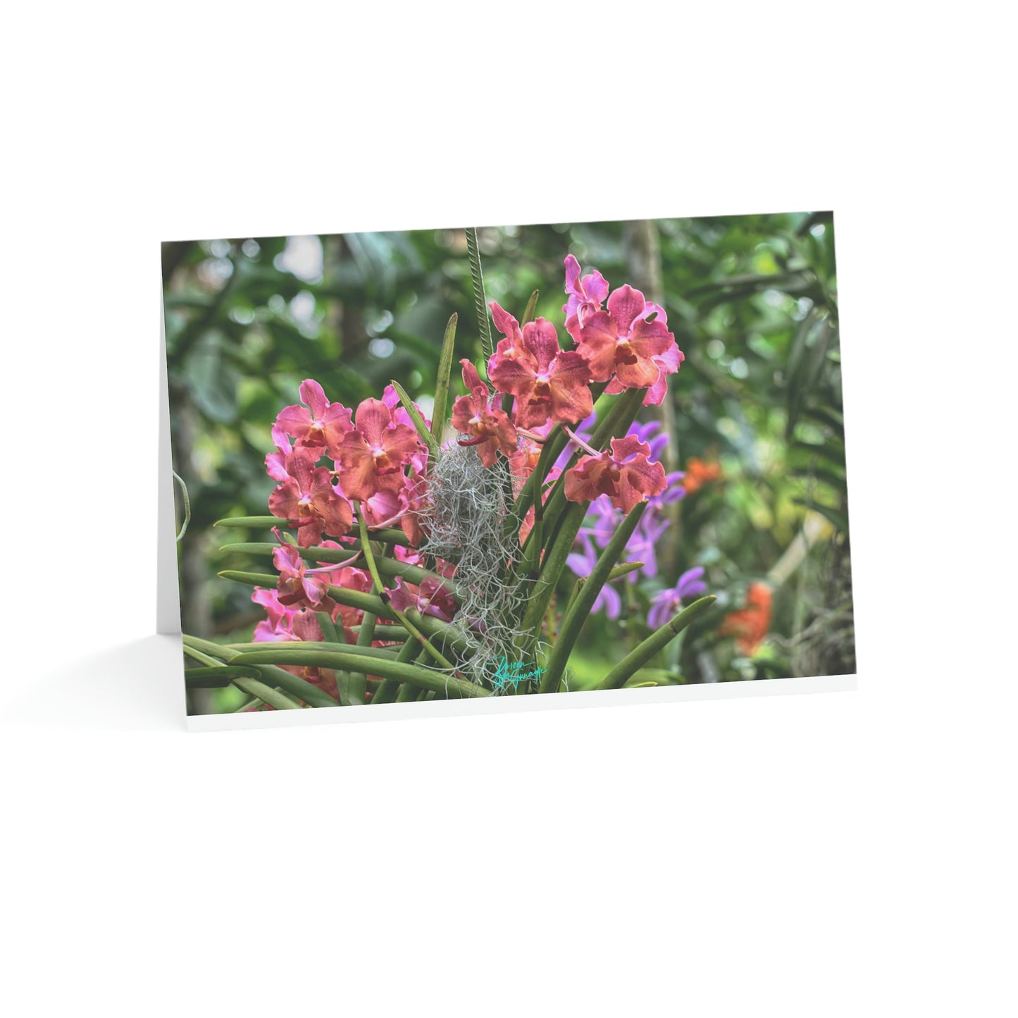 Photo note cards Pink Vanda Orchids, boxed note cards 10 pc