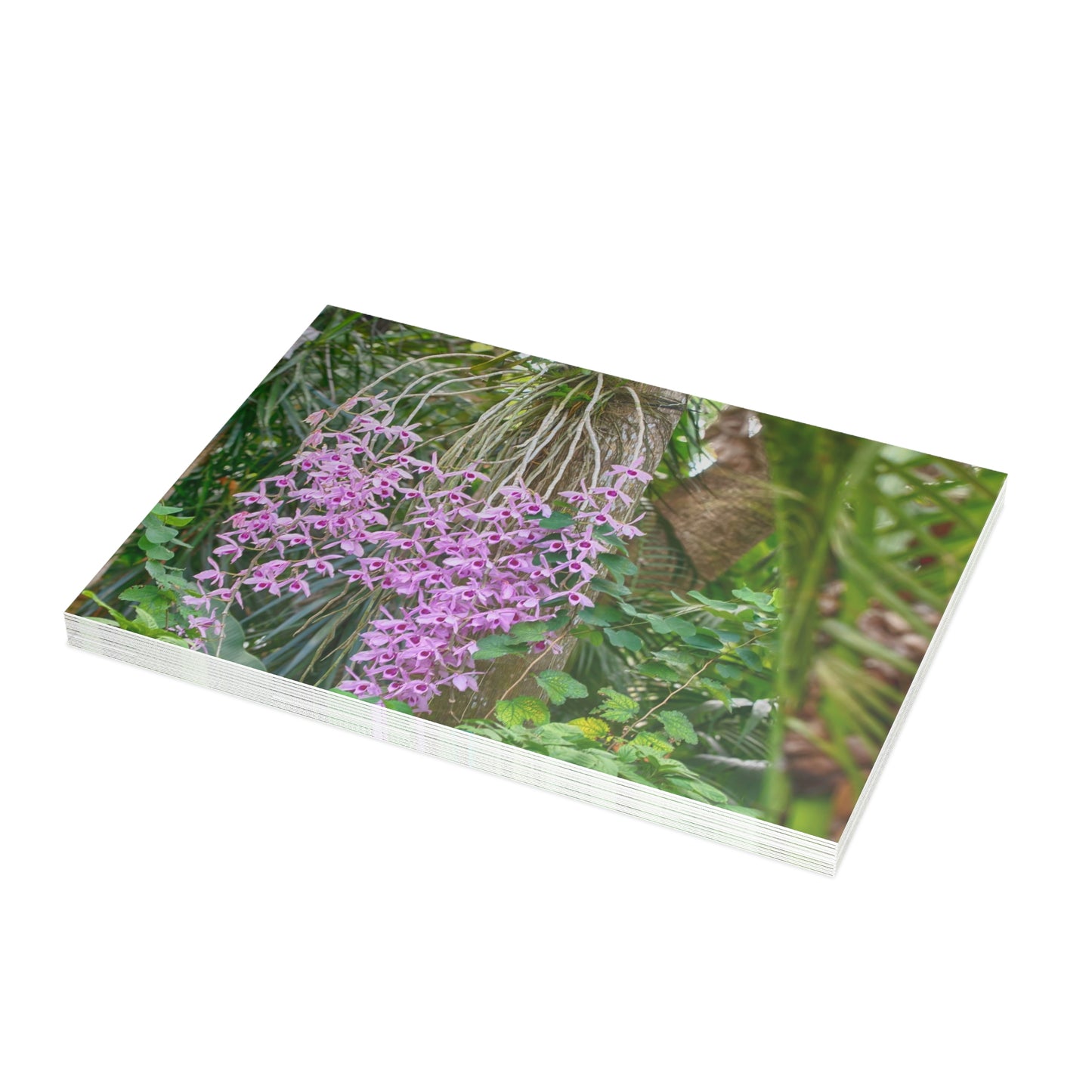 Photo note cards Purple Dendrobium Orchid, boxed note cards, 10 pc