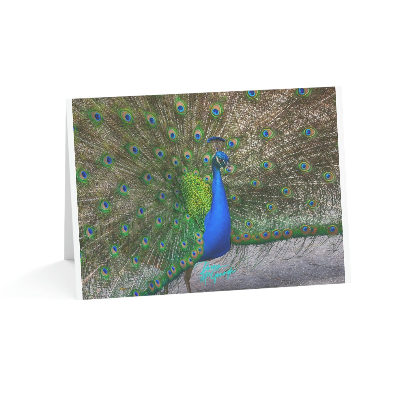 Photo note cards Peacock Bird, boxed note cards, 10 pc