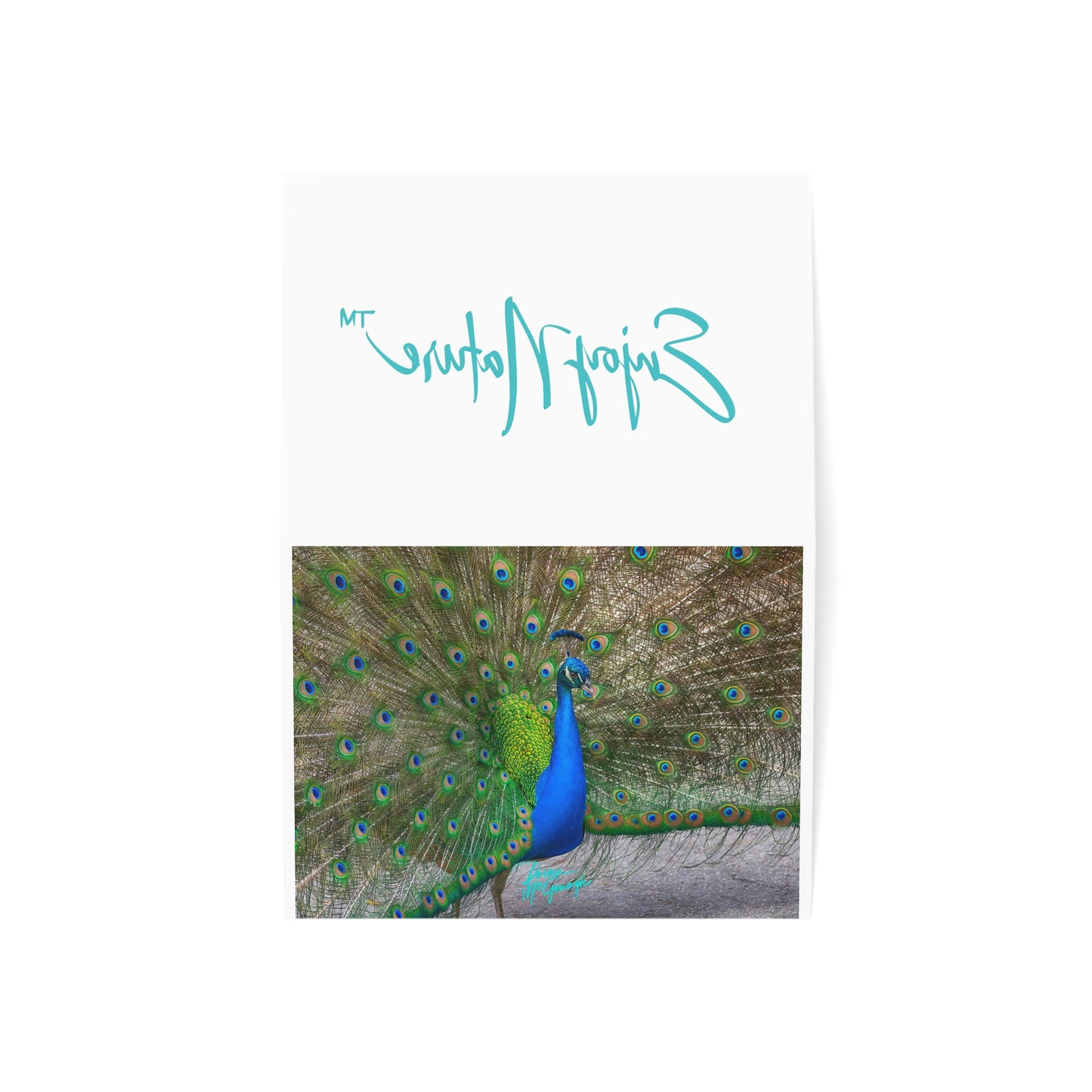 Photo note cards Peacock Bird, boxed note cards, 10 pc